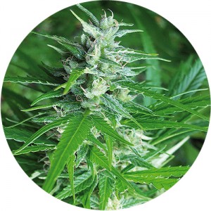 Haze Auto Tao Hanf Samen