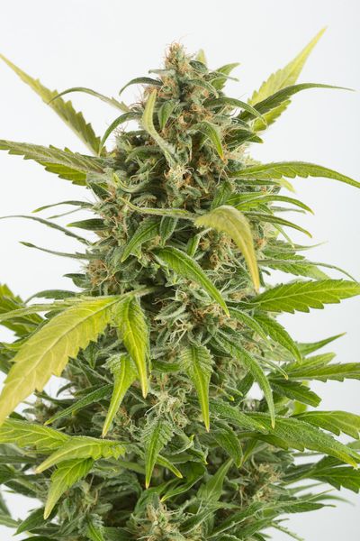 Haze Autoflowering CBD Hanf Samen