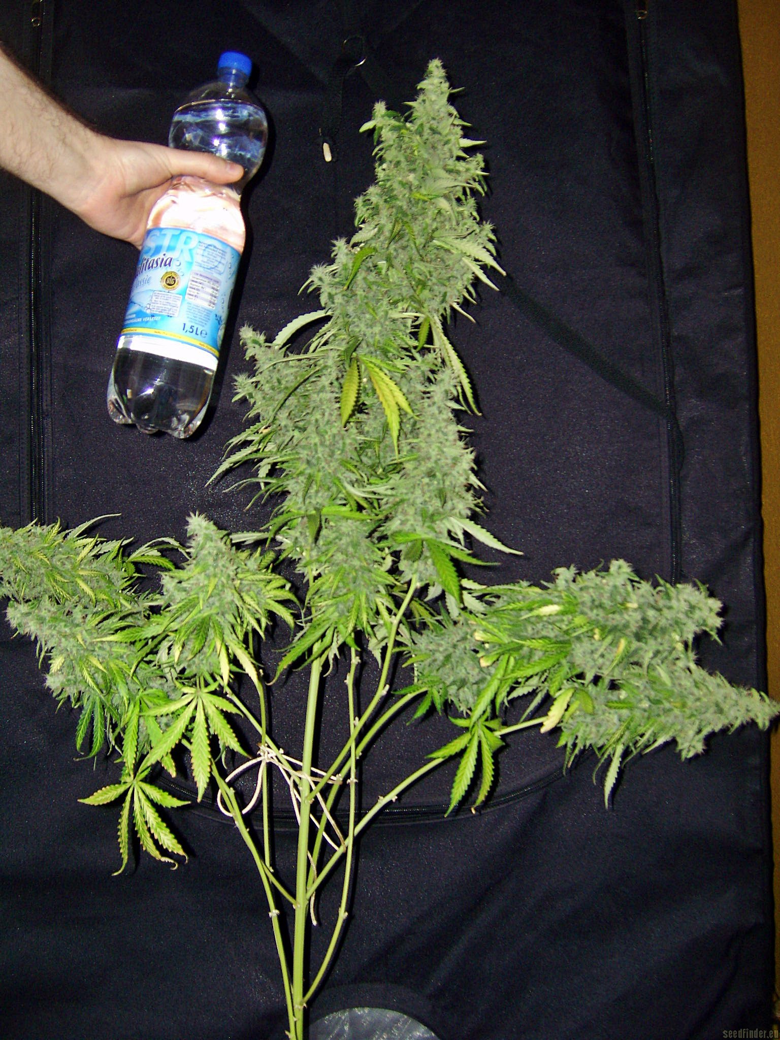 Haze XXL Autoflowering Hanf Samen