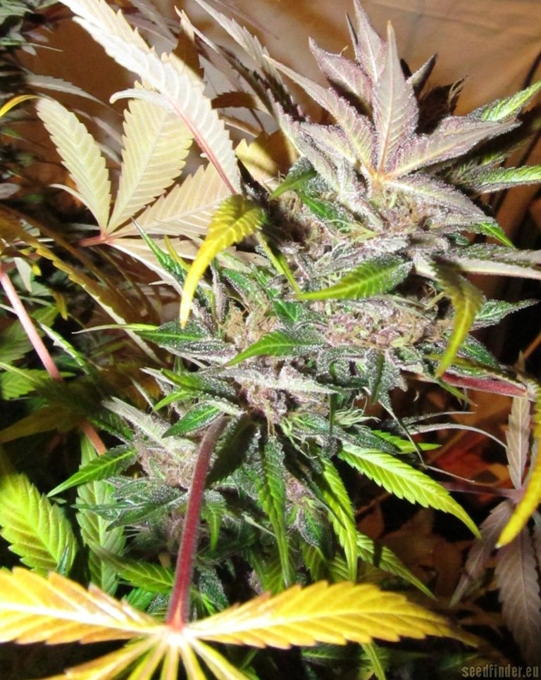 Heavy Duty Haze Hanf Samen