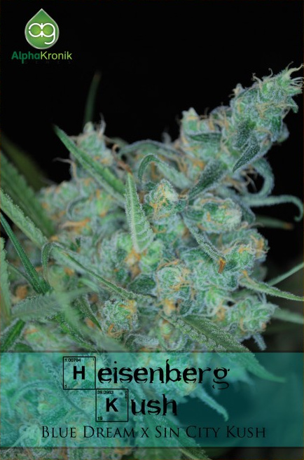 Heisenberg Kush Hanf Samen