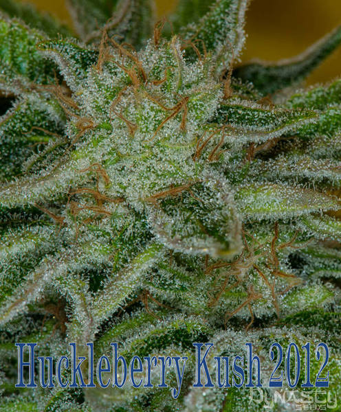 Huckleberry Kush 2012 Hanf Samen