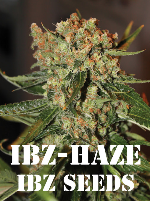 IBZ Haze Hanf Samen