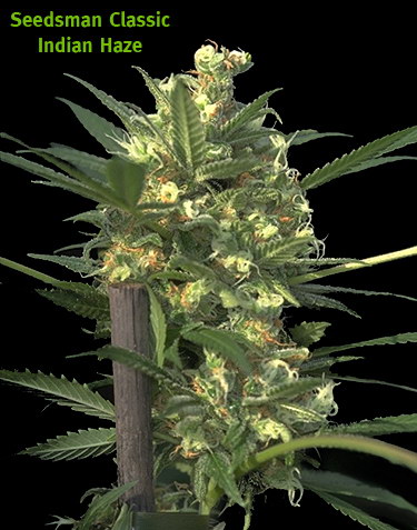Indian Haze Hanf Samen