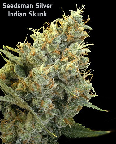 Indian Skunk Hanf Samen