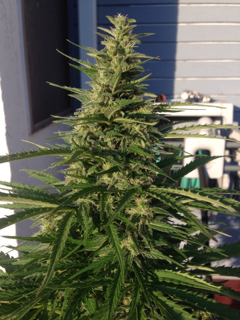 Indica Giganticus Hanf Samen