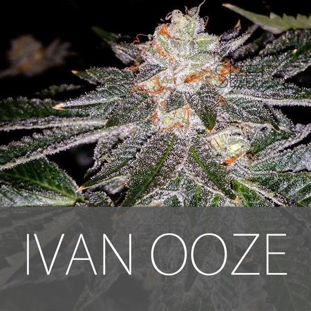 Ivan Ooze Hanf Samen