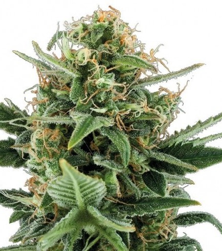 Jack Herer Autoflowering Hanf Samen