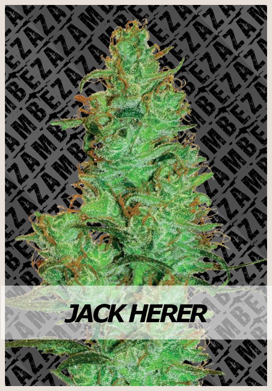 Jack Herer Automatic Hanf Samen