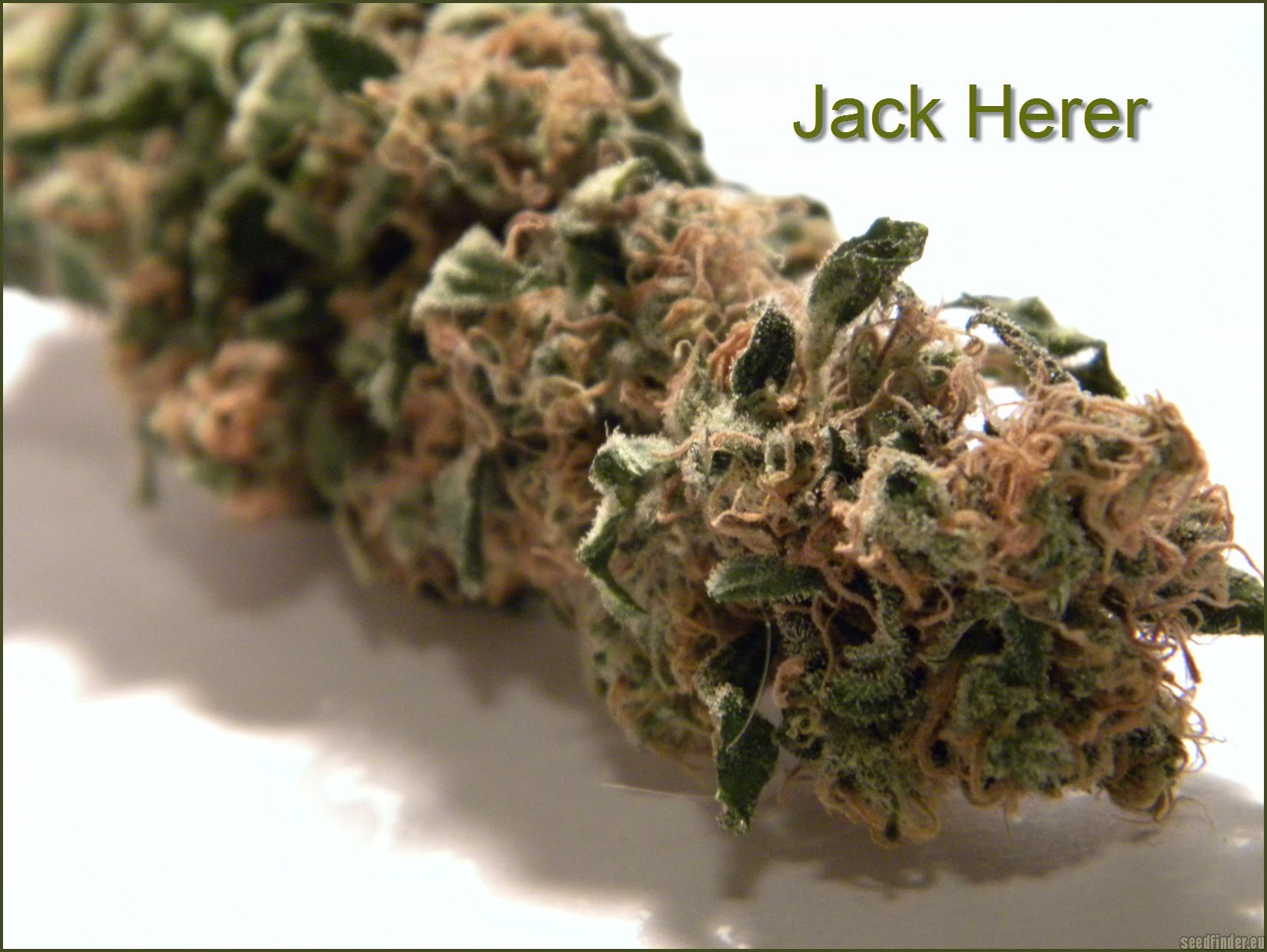 Jack Herer Hanf Samen