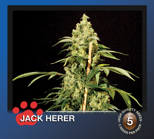 Jack Herer Hanf Samen