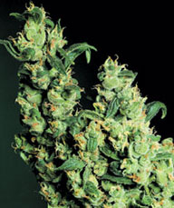 Jack Herer Hanf Samen