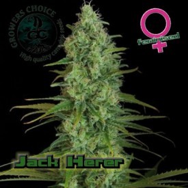 Jack Herer Hanf Samen