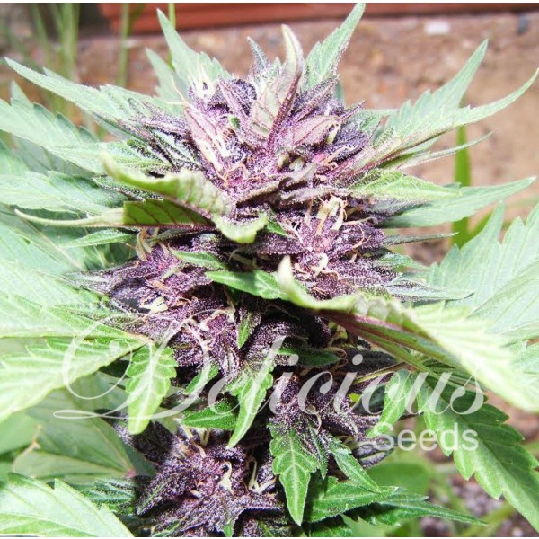 Jota Mayúscula Purple Auto Hanf Samen