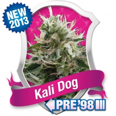 Kali Dog Hanf Samen