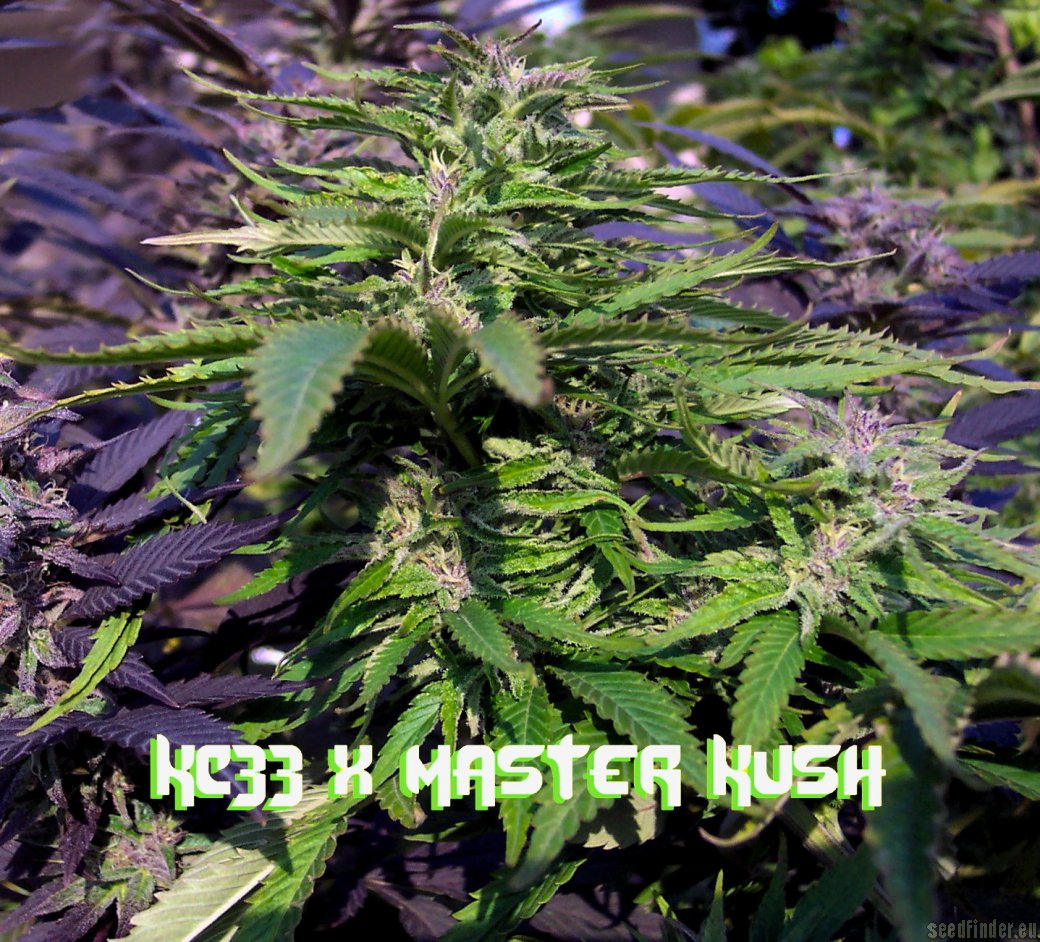 KC 33 x Master Kush Hanf Samen