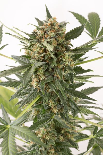 Kush'N'Cheese Autoflowering Hanf Samen