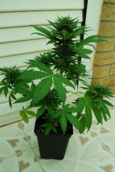 Kush Autoflower Hanf Samen