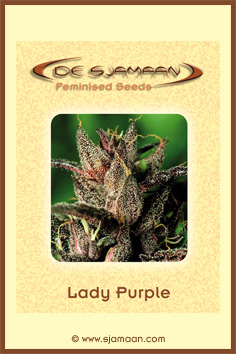 Lady Purple Hanf Samen