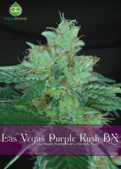 Las Vegas Purple Kush BX Hanf Samen