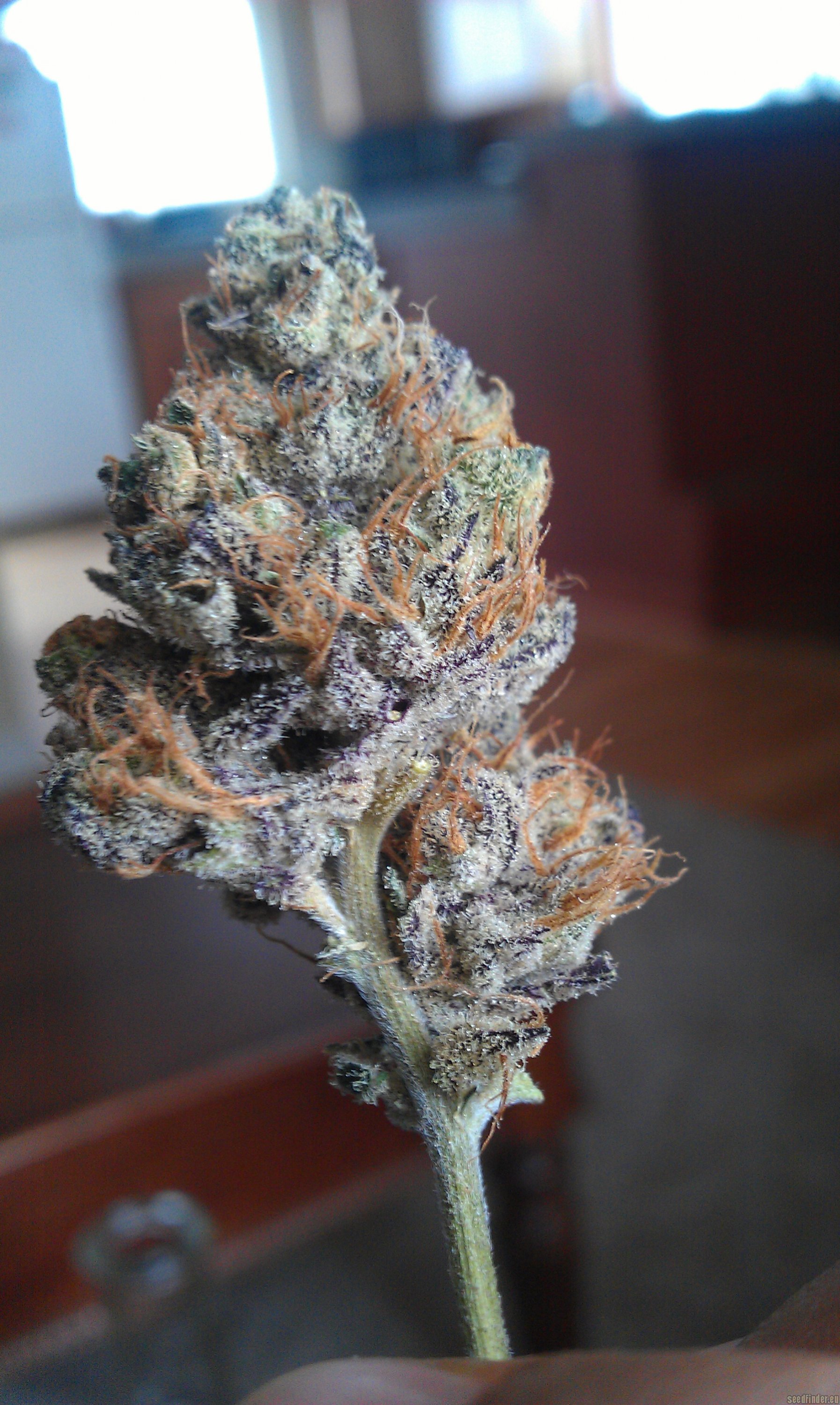 Las Vegas Purple Kush Hanf Samen