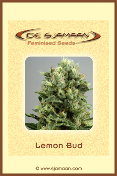 Lemon Bud Hanf Samen