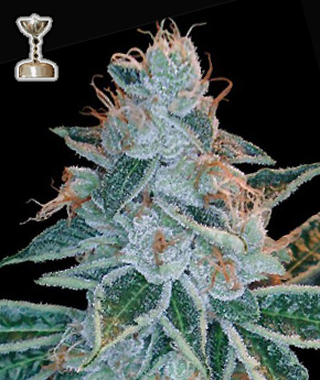 Lemon OG Hanf Samen