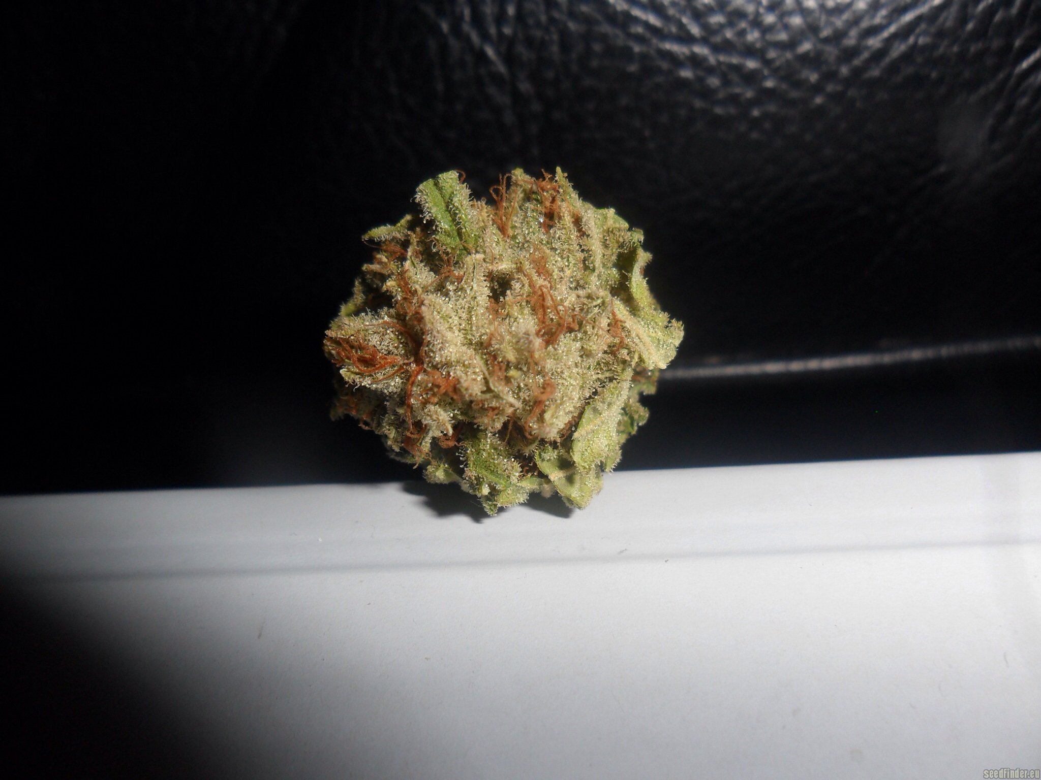 Lemon Skunk Hanf Samen