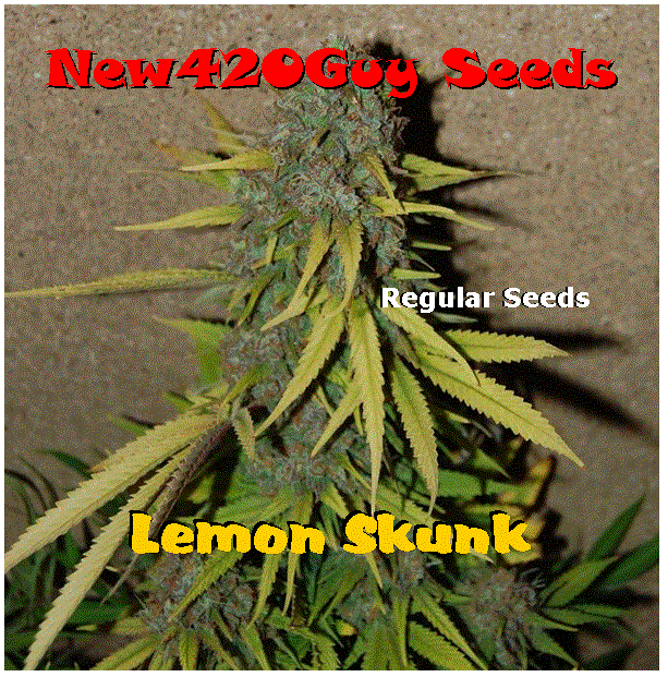 Lemon Skunk Hanf Samen