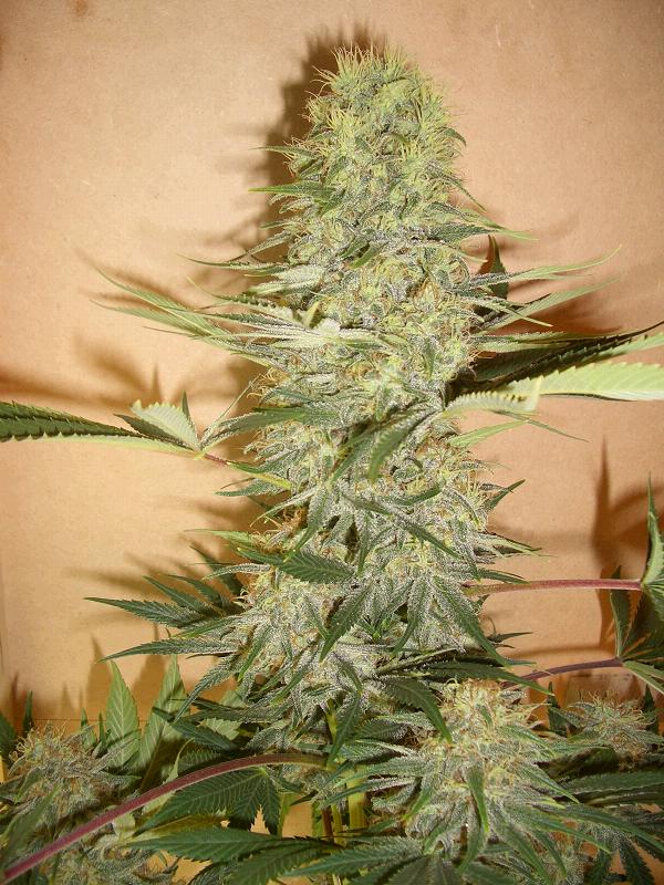 Lemon Stinky F2 Hanf Samen