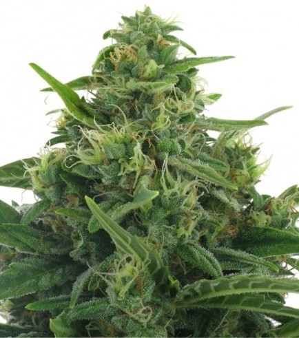 Lowryder 2 Autoflowering Hanf Samen