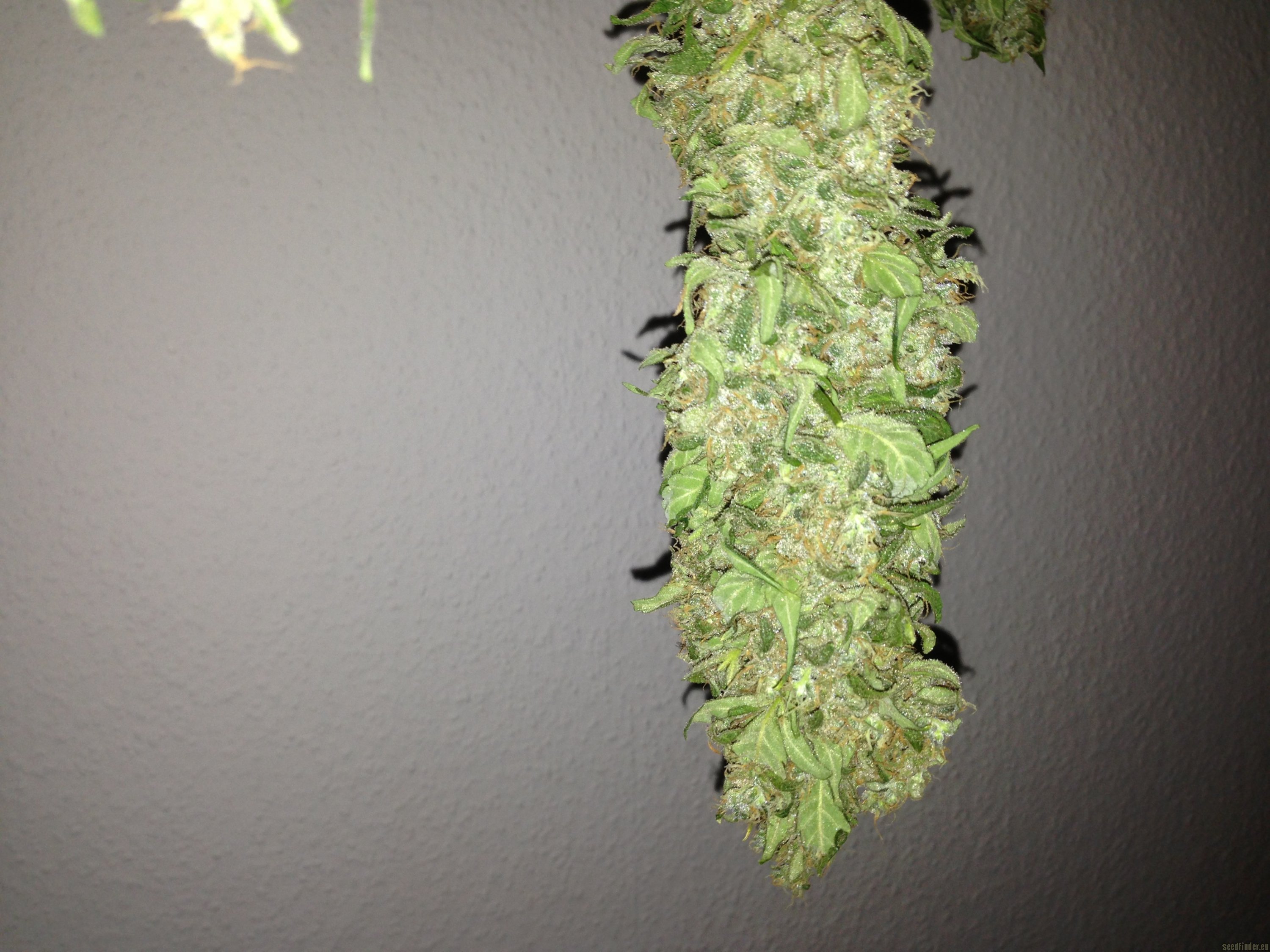 Magic Bud Hanf Samen