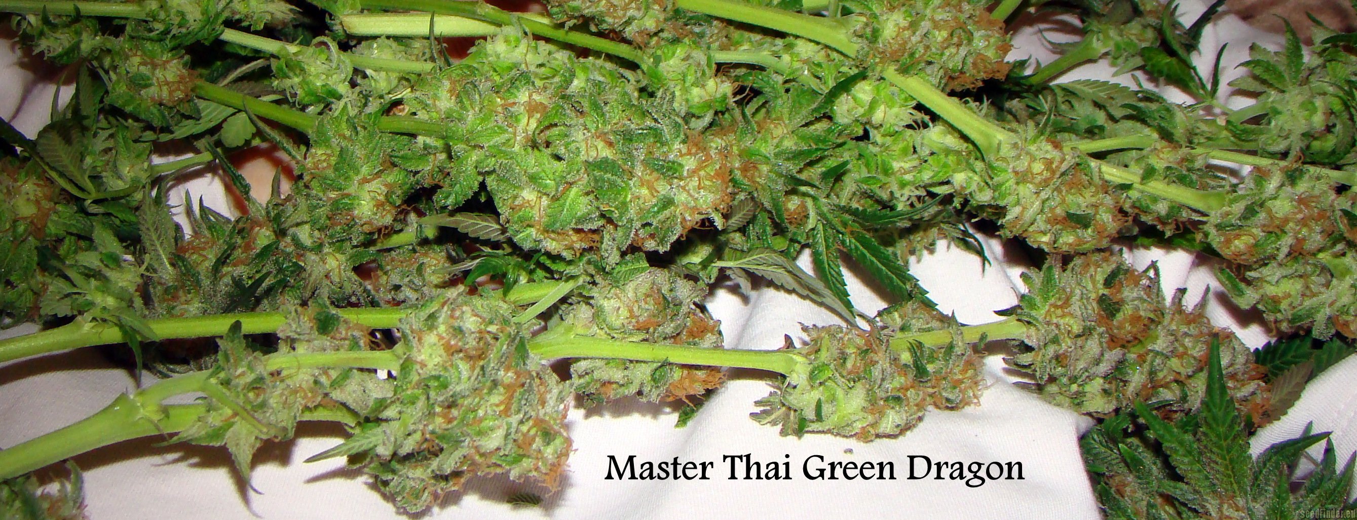 Master Thai's Green Dragon Hanf Samen