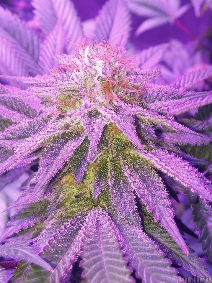 Mastodon Kush Hanf Samen