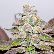 Mendocino Purple Kush Hanf Samen