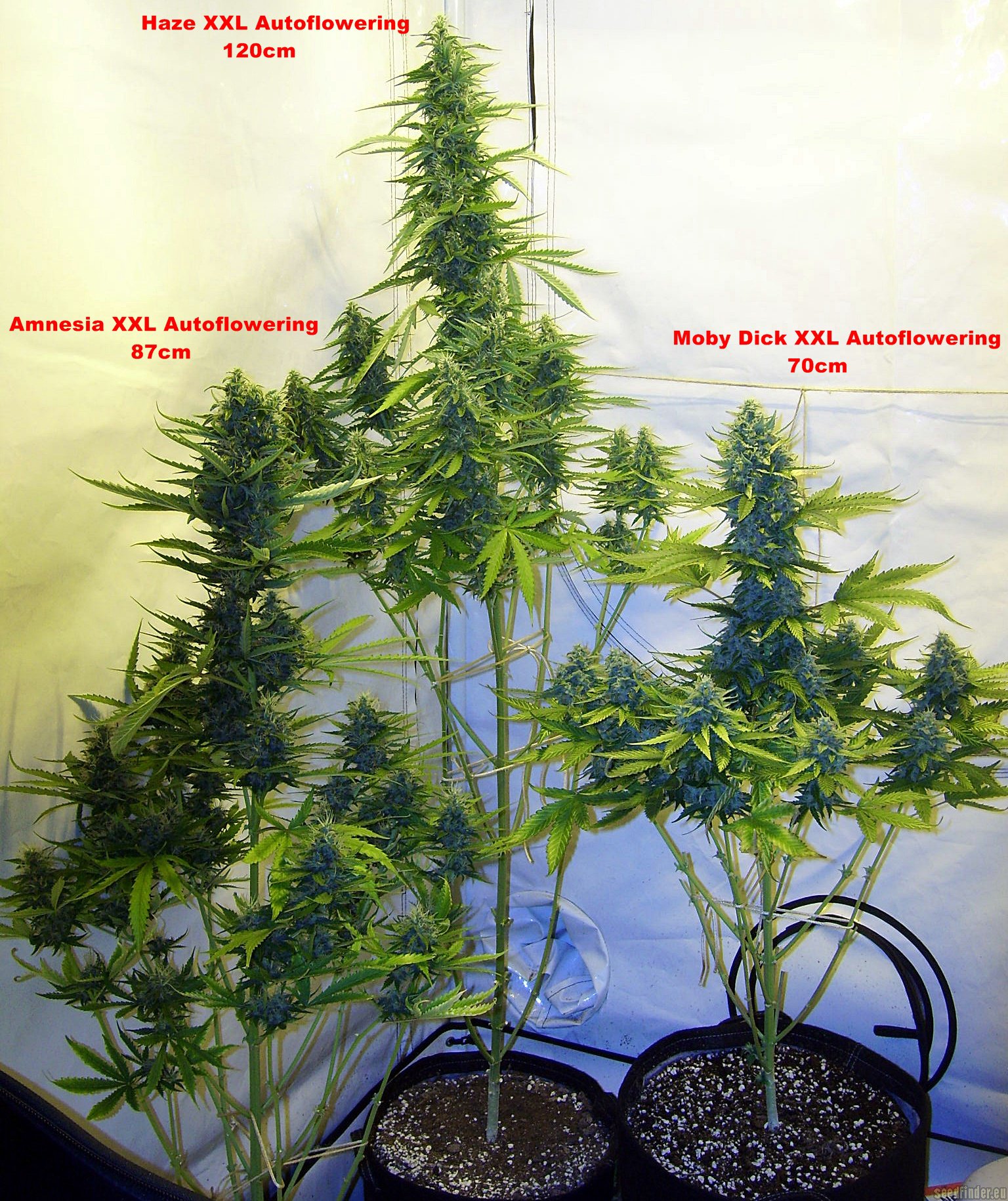 Moby Dick XXL Autoflowering Hanf Samen