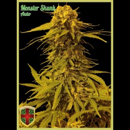 Monster Skunk Auto Hanf Samen