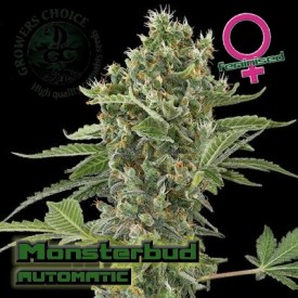 Monsterbud Autoflowering Hanf Samen