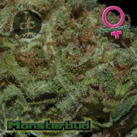 Monsterbud Hanf Samen