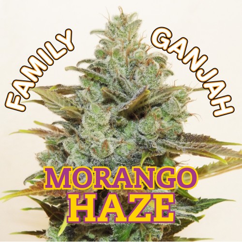 Morango Haze Hanf Samen