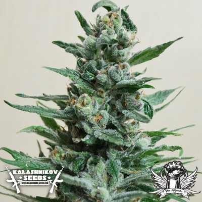 Moscow Blueberry Auto Hanf Samen