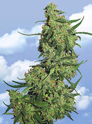 Nepal Kush Hanf Samen