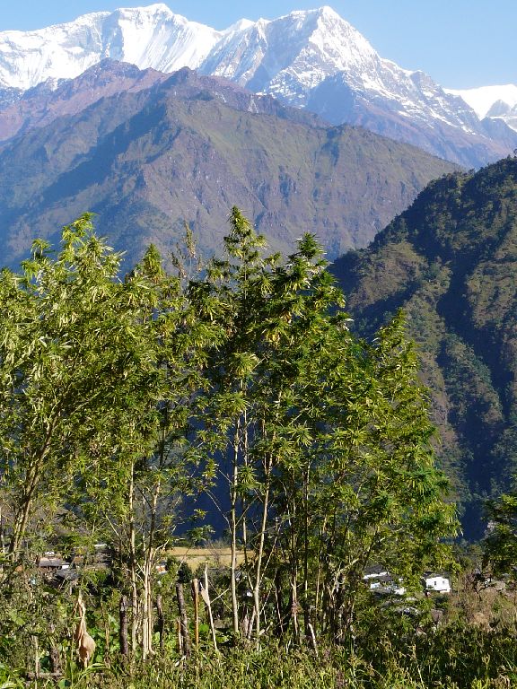 Nepalese White Mountain Hanf Samen