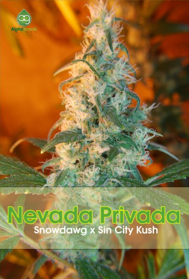 Nevada Privada Hanf Samen