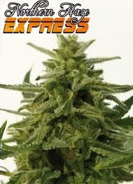 Northern Haze Express Hanf Samen