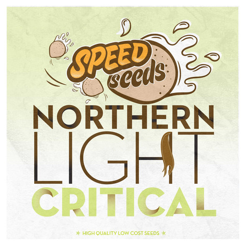 Northern Light x Critical Hanf Samen