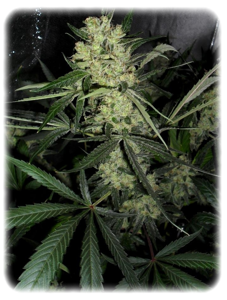 Northern Light x Lemon Thai Hanf Samen