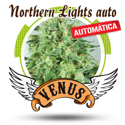 Northern Lights auto Hanf Samen