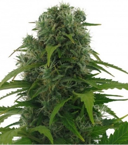 Northern Lights Autoflowering Hanf Samen