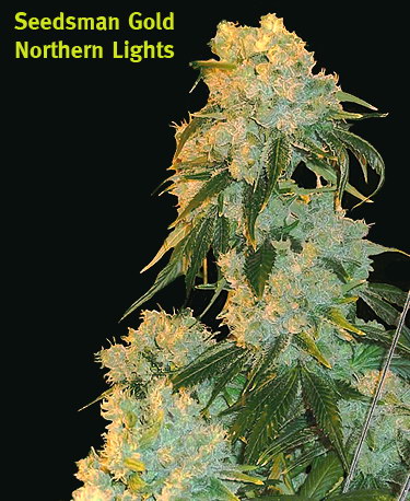 Northern Lights Hanf Samen